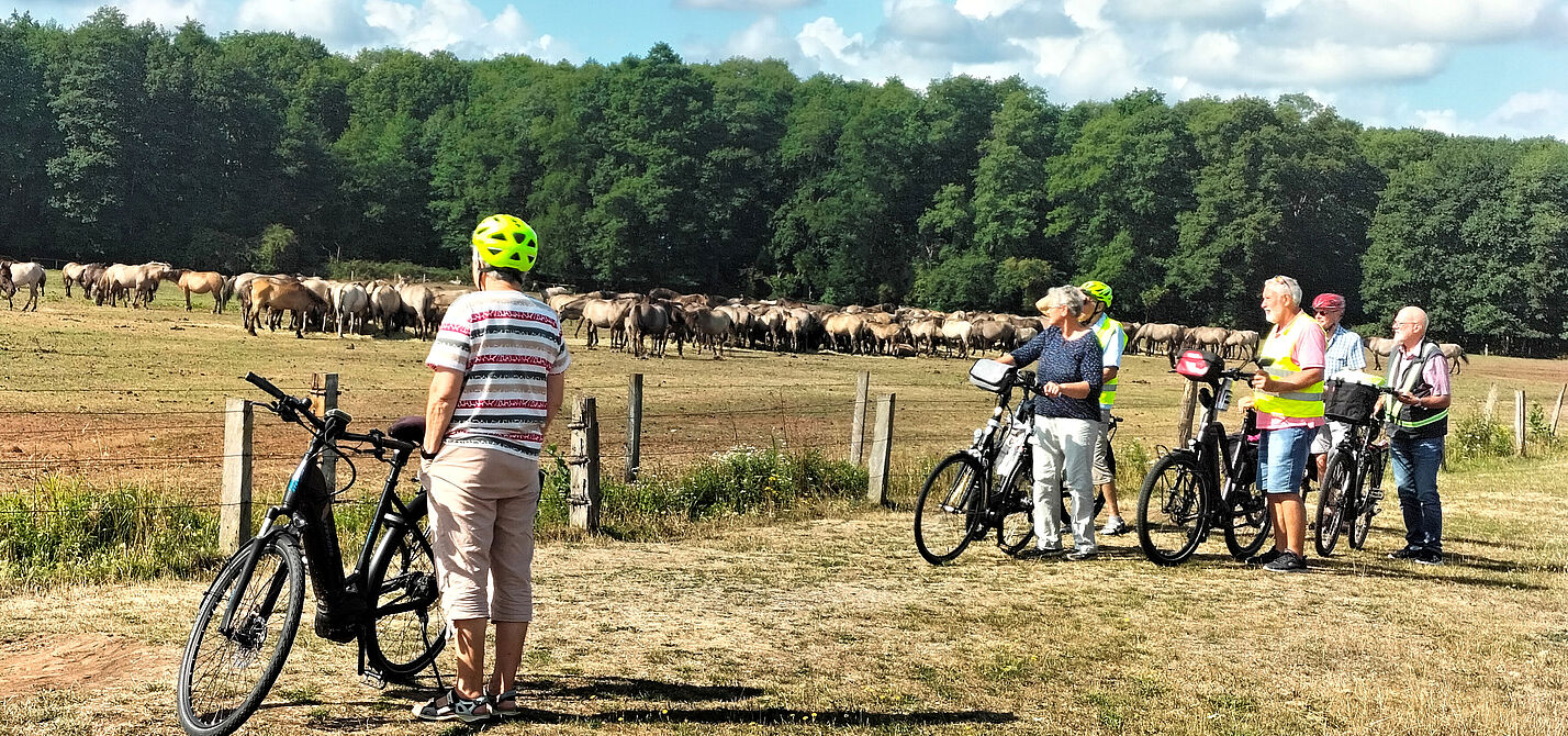Mit dem ADFC Papenburg zum Pferdespektakel Dülmen