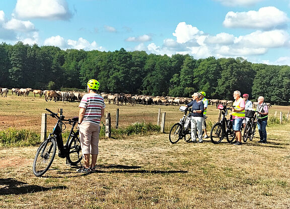 Mit dem ADFC Papenburg zum Pferdespektakel Dülmen
