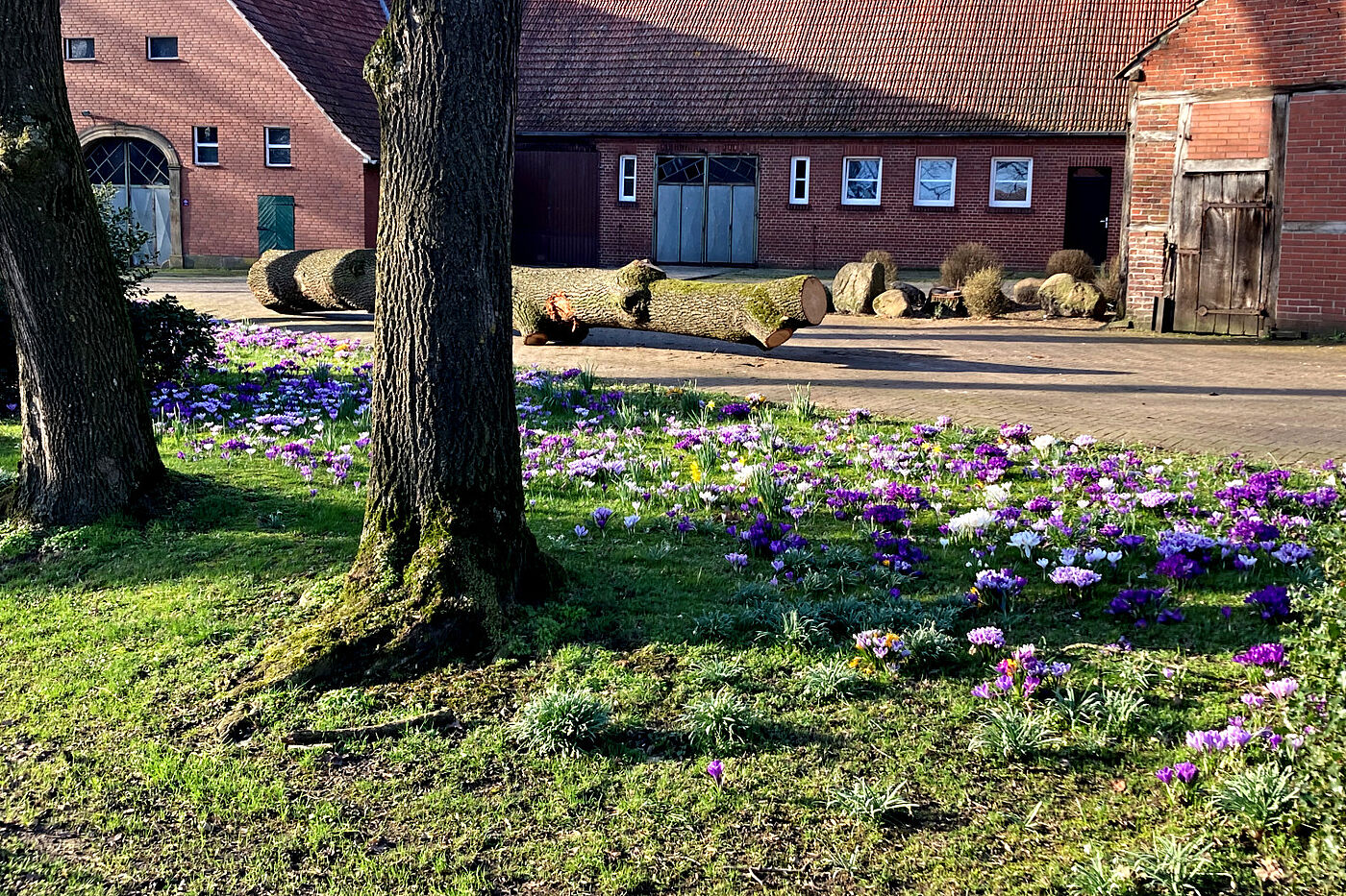 Krokusse auf der erste Linas-Radtour 2024
