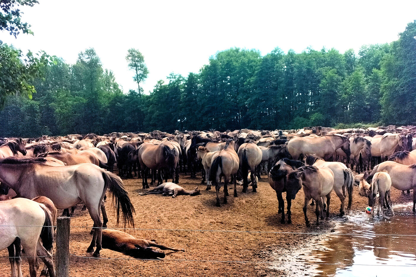 Pferdespektakel Dülmen
