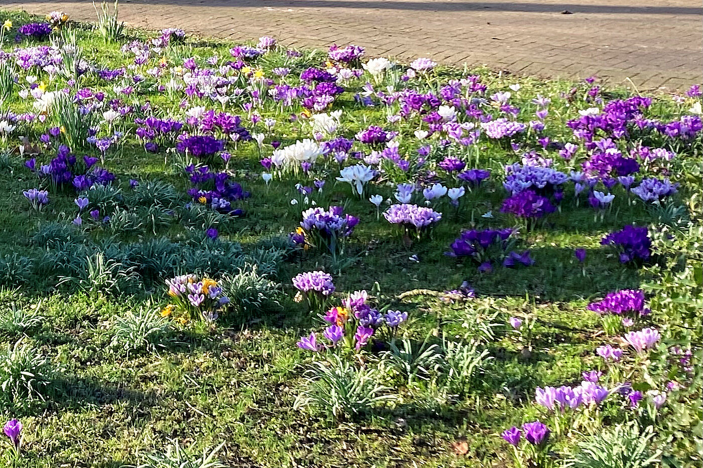 Krokusse auf der erste Linas-Radtour 2024
