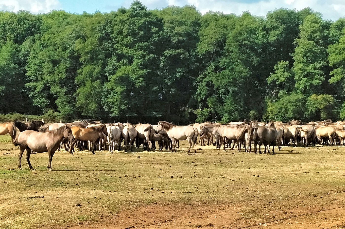 Wildpferde in Dülmen