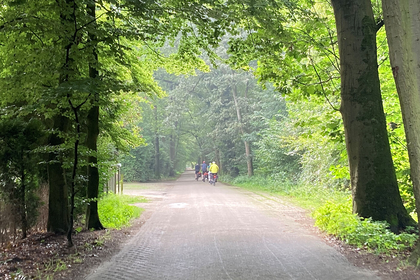 IMG_1780 Traumhafter Waldweg